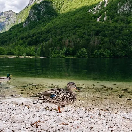 Melody * Bohinj