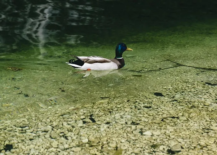 Semesterbostad Melody Bohinj